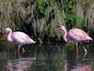 Lesser Flamingo (WWT Slimbridge May 2012) - pic by Nigel Key